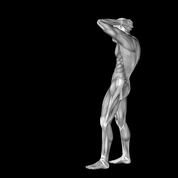 肌肉的解剖结构设计的人. — 图库照片