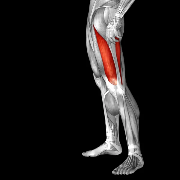 Anatomia człowieka górnej nogi — Zdjęcie stockowe