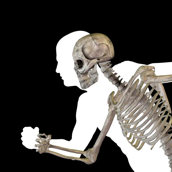 Menselijke anatomie met botten, — Stockfoto