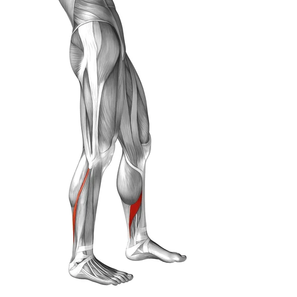 低い足の解剖 — ストック写真