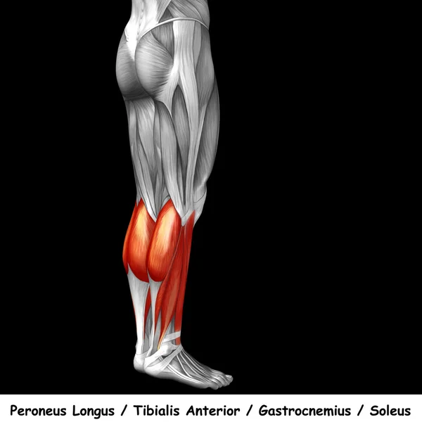 Human lower legs anatomy — Stock Photo, Image