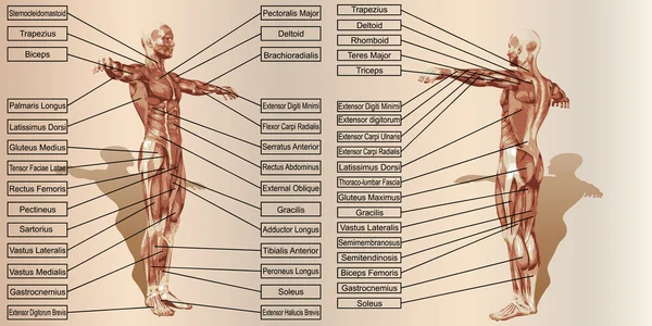 man anatomy and muscle textboxes