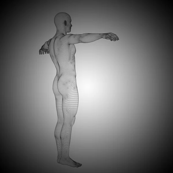 Anatomie masculine Wireframe — Photo