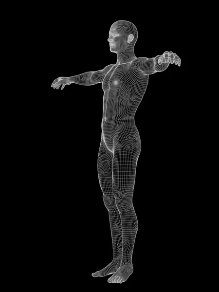 ワイヤ フレーム男性の解剖学 — ストック写真