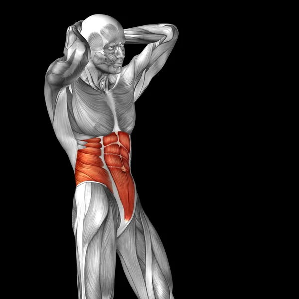 Human chest anatomy Stock Photo by ©design36 126522608