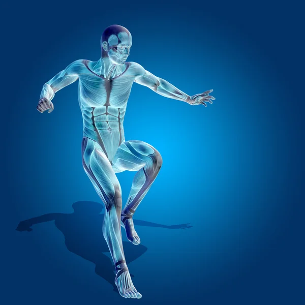 Cuerpo de anatomía con músculos — Foto de Stock
