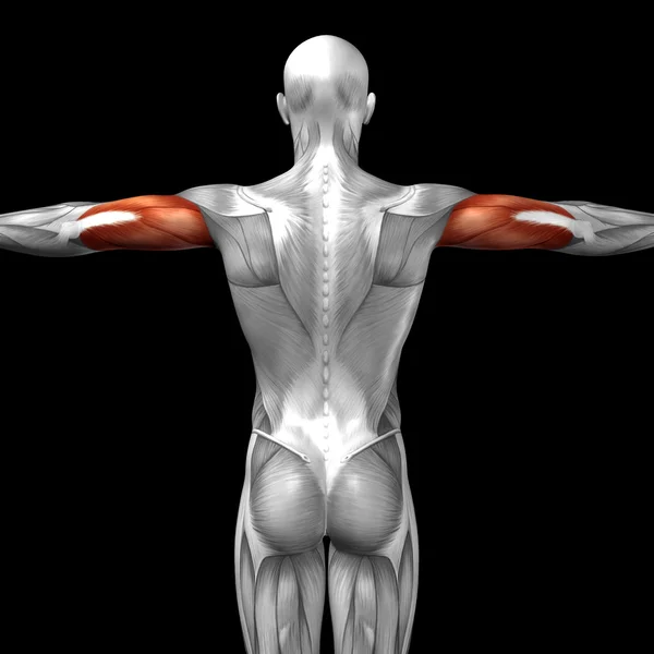 Anatomia człowieka triceps — Zdjęcie stockowe