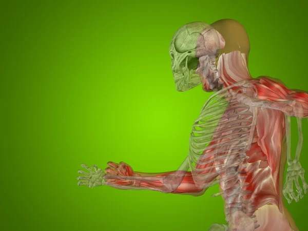Anatomia, torace, testa — Foto Stock