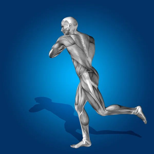 Anatomy body with muscles — Stock Photo, Image