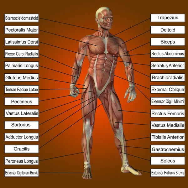 Uomo con muscoli e testo — Foto Stock