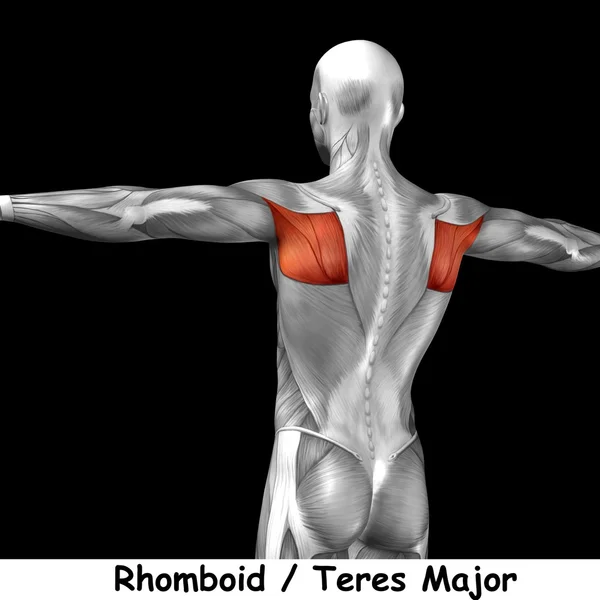 Indietro anatomia umana — Foto Stock