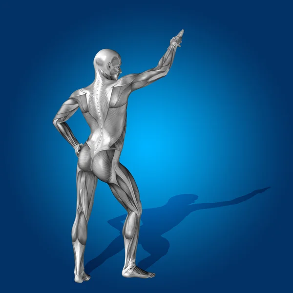 Anatomy body with muscles — Stock Photo, Image