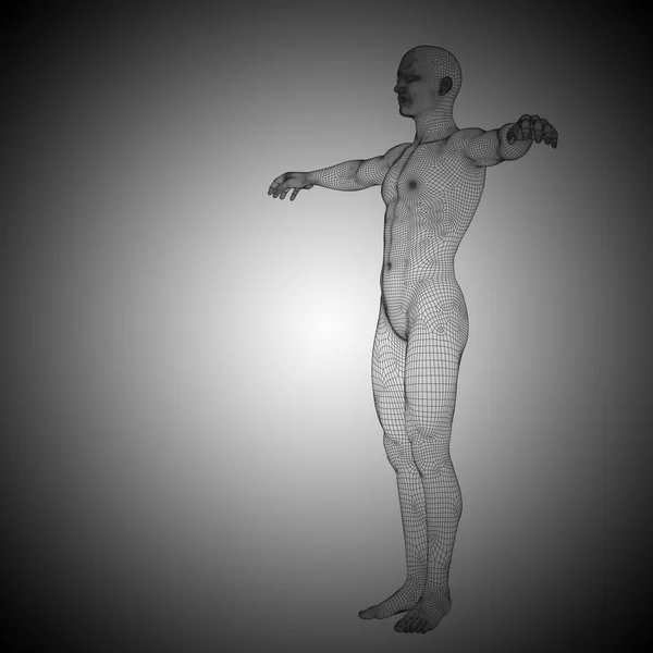 Drahtgestell männliche Anatomie — Stockfoto