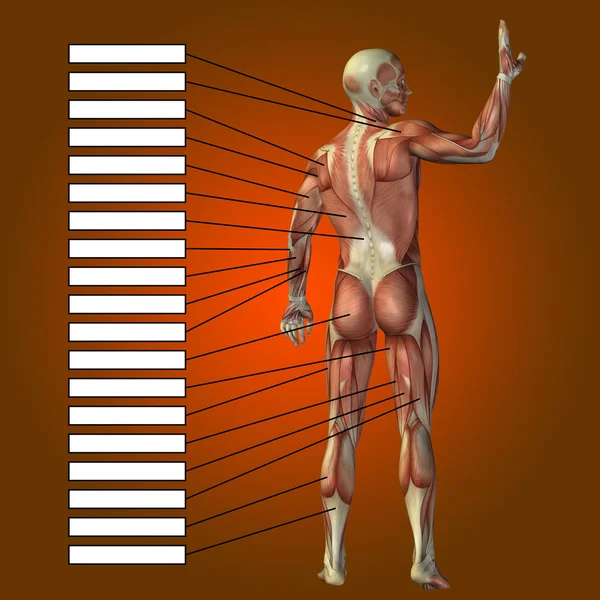 Anatomie humaine avec des zones de texte — Photo