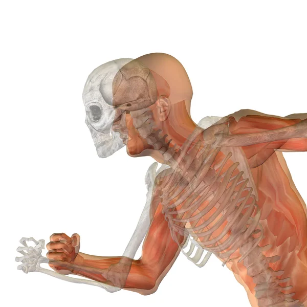 Lidské anatomie s kostmi, — Stock fotografie