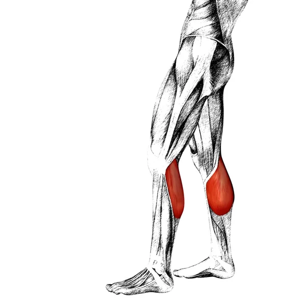 Anatomi kaki bawah manusia — Stok Foto
