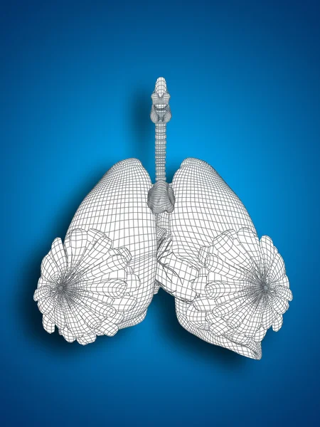 Sistema respiratorio con marco de alambre — Foto de Stock