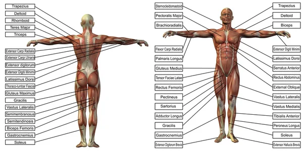 Homem anatomia e músculo caixas de texto — Fotografia de Stock