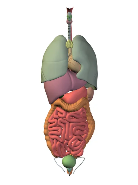 Internal abdominal organs — Stock Photo, Image