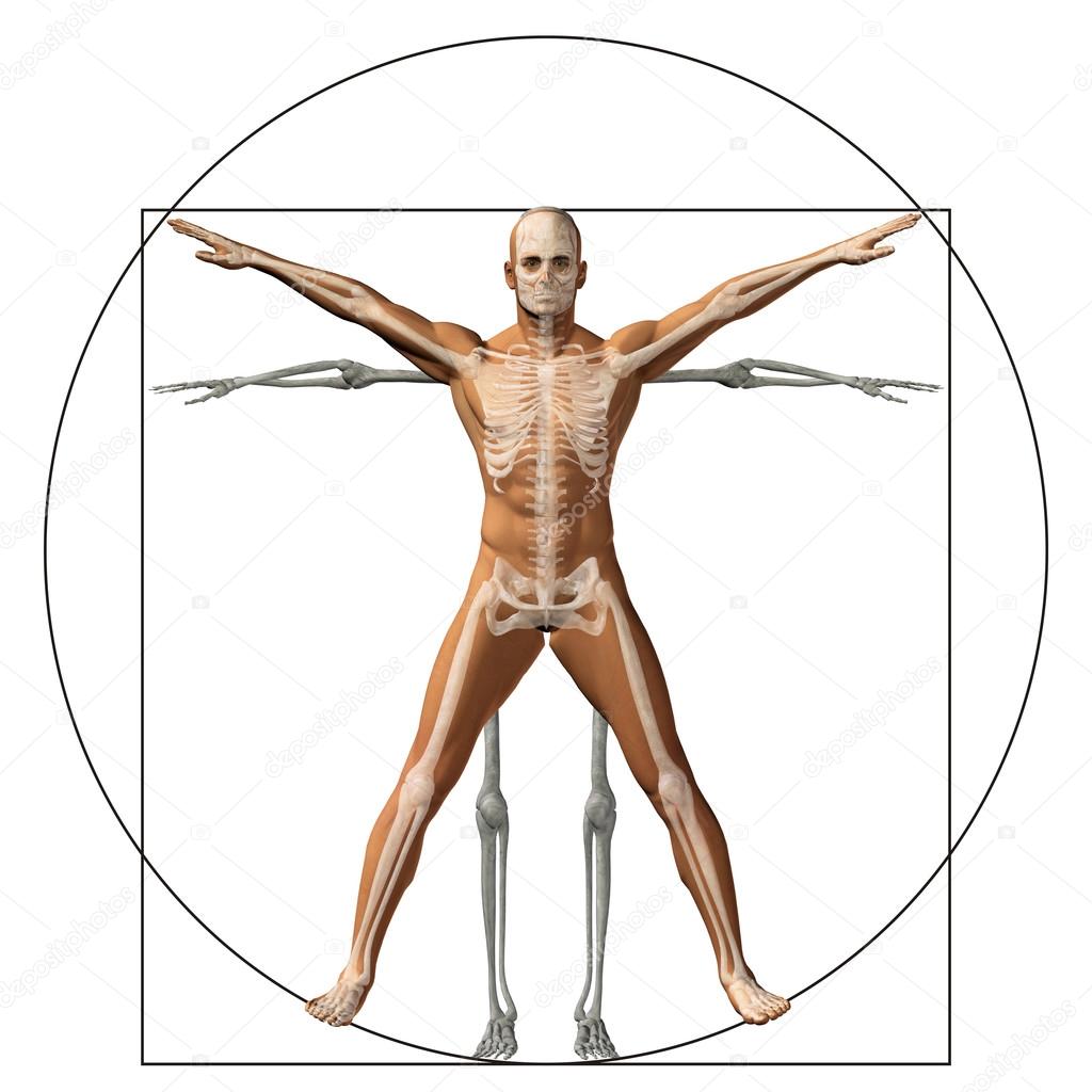 proportion anatomy body