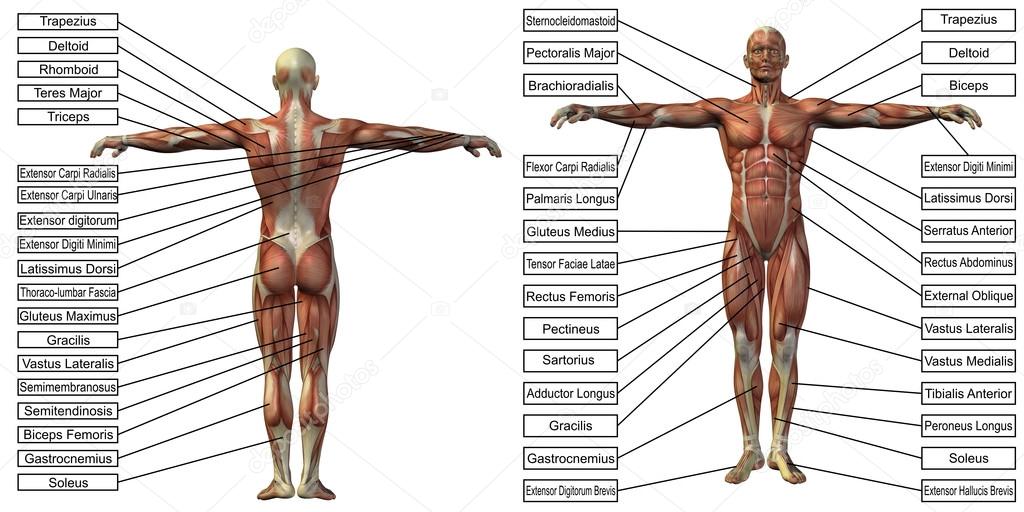 man anatomy and muscle textboxes 