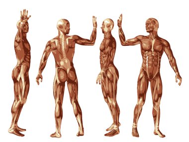 kavramsal insan anatomisi
