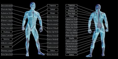adam anatomisi ve kas metin kutuları 