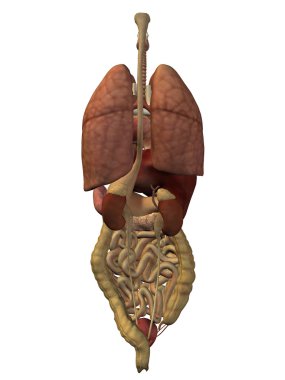 İç karın organları 