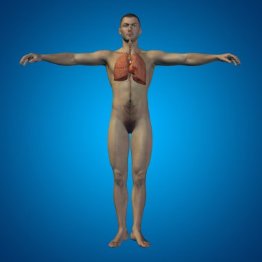 insan solunum sistemi 