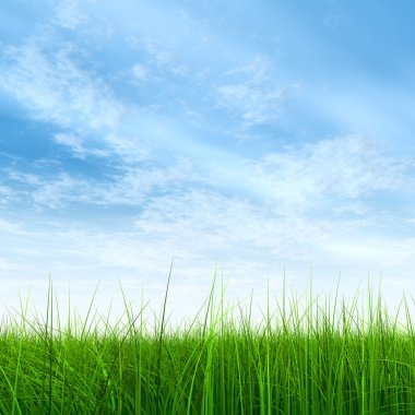 çimen tarlası ve mavi gökyüzü