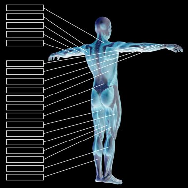 metin kutuları ile insan anatomisi