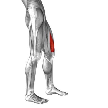 insan üst bacaklar anatomisi