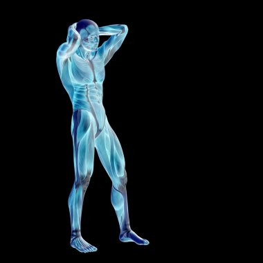 Anatomi tasarımlar için kaslı adam.