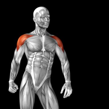 Göğüs insan anatomisi 