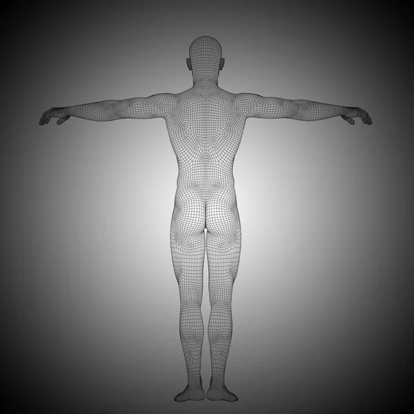 Anatomia maschile wireframe — Foto Stock