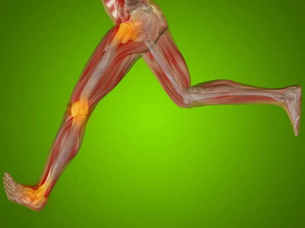 人間の解剖学、関節の痛み — ストック写真