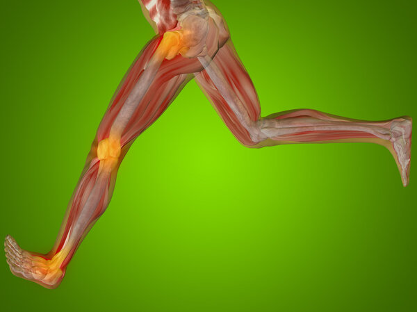 human  anatomy, joints pain