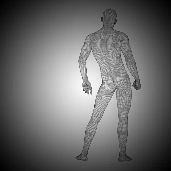 Wireframe mannelijke anatomie — Stockfoto