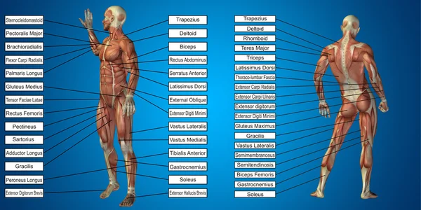 Man anatomie en spier textboxes — Stockfoto