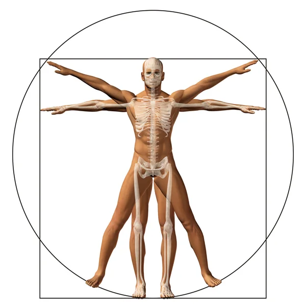 Пропорції тіла анатомії — стокове фото