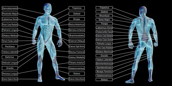 Człowiek z anatomii i mięśni pól tekstowych — Zdjęcie stockowe