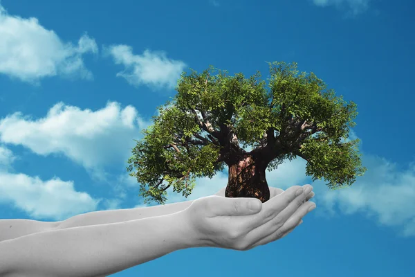 Mujer sosteniendo un árbol de verano verde — Foto de Stock