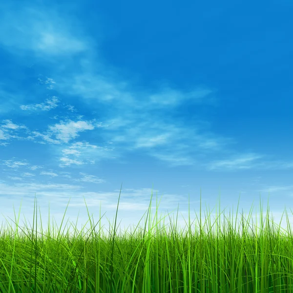 Campo de hierba y cielo azul — Foto de Stock