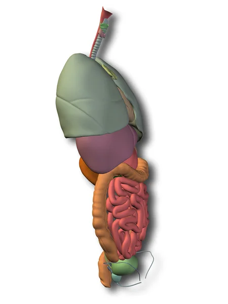 Internal abdominal organs — Stock Photo, Image