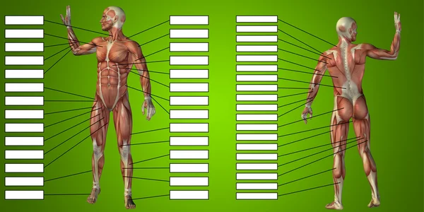 Anatomi manusia dan kotak teks otot — Stok Foto