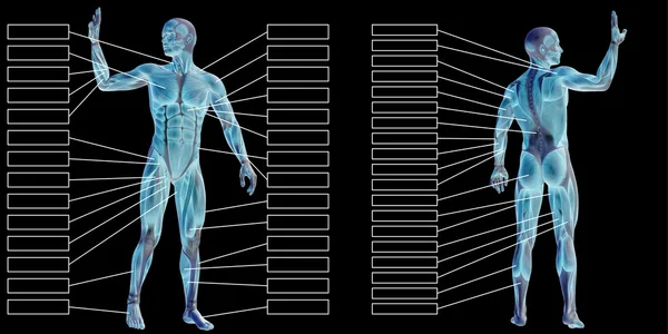 Homem anatomia e músculo caixas de texto — Fotografia de Stock