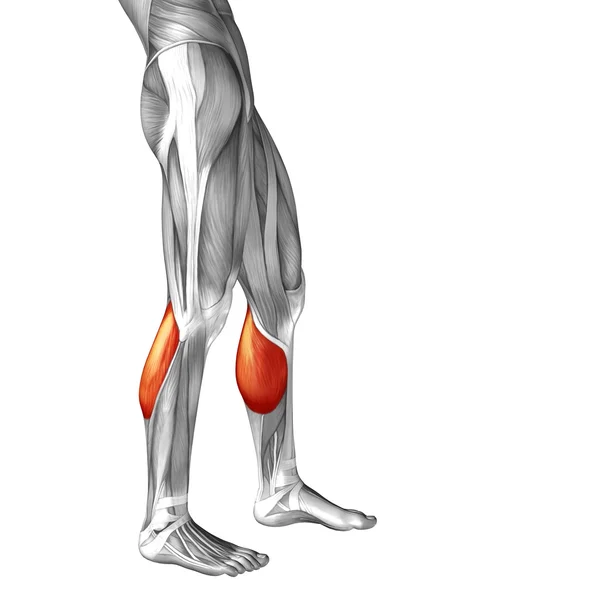 Human lower leg anatomy — Stock Photo, Image