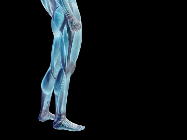 Parte inferior do corpo com músculos — Fotografia de Stock