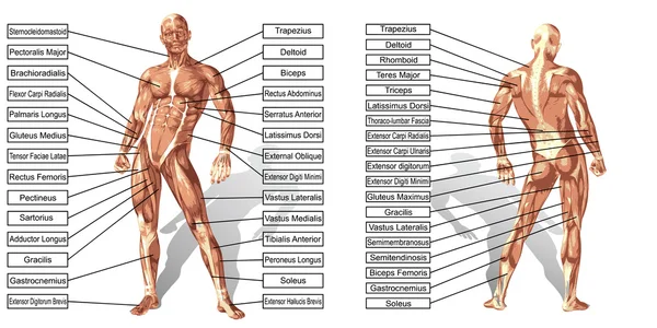 人的解剖结构及肌肉的文本框 — 图库照片