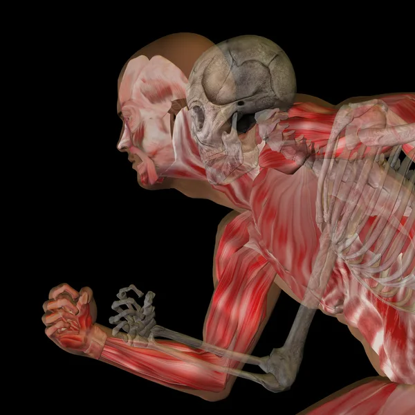 Анатомія людини з кістками , — стокове фото